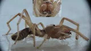 Dead Camel Spider(Solifugae): Apple Valley, CA, USA