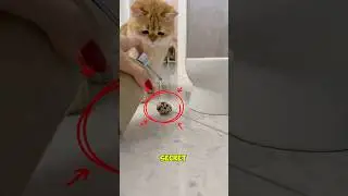Заснято на камеру: найден настоящий гомункул! #кот #шорты #гомункул