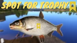 VIMBA TROPHY SPOT IN VOLKHOV RIVER! #863 Russian fishing 4