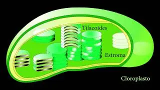 Cloroplasto