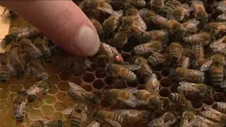 La Bollène-Vésubie : une apicultrice élève des reines résistantes