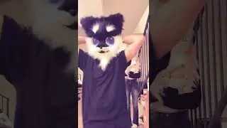 Furry Dance! 😂😂😂 #live #funny #furry #shorts