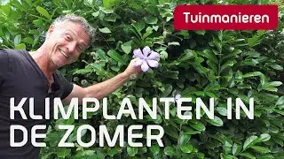 Klimplanten, soorten en wat te doen in juli | Plantenkennis | Tuinmanieren
