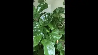 Hoya Krinkle 8