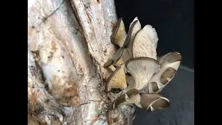 CULTIVO PLEUROTUS OSTREATUS EN CASA ( Setas de ostra)