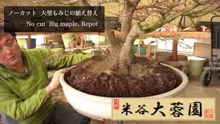 米谷大蓉園 [大型] 紅葉の大品盆栽 植え替え