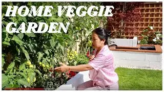 My Home Vegetable Garden | Nepali Garden UK