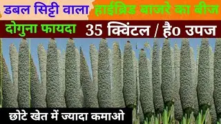 Bajre ki bijai // डबल सिट्टी वाला बाजरे का बीज 30% ज्यादा निकलेगा // dual sitti millet seed star 151
