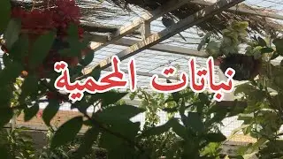 محمية طيور ونباتات /حلقة عن اشجار ونباتات المحمية وبعض النصائح المهمة🌱🕊(78)