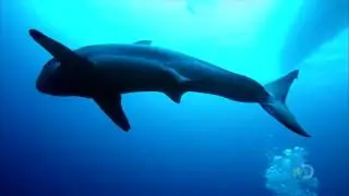 Great White Shark - Isle of Jaws 2017