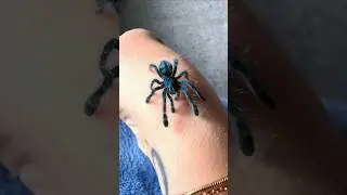 невероятный рост животных