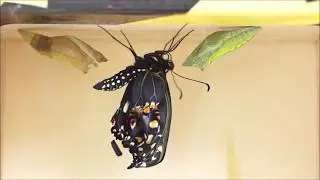 Black Swallowtail Butterfly Ecloses (Papilio polyxenes)