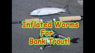 Bank Fishing For Trout: Inflated Worms!