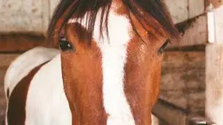 How to Understand Your Horse's Mood and Needs &ndash; A Guide for Horse Owners