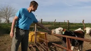 Phil in the Fields: Spring Pasture in Kalona, Iowa