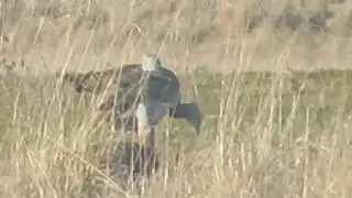 Velike droplje u SRP Pa&scaron;njaci velike droplje 04.01.2018. 2