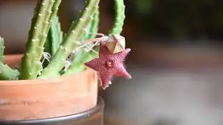 Stapelia scitula blooming in December