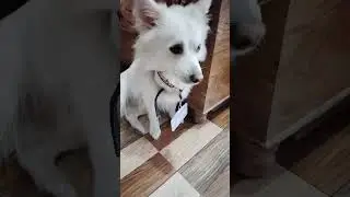 Aeri 😍#shortvideo #rampurbushahr #cute #viralvideo #pets #animals #doglover #animallover #aeri 😍❤🐶