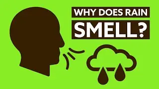 Petrichor: The science behind the smell of rain