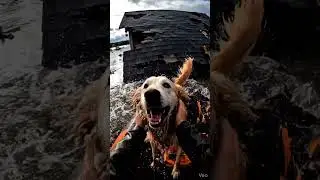 He never gave up hope on the rooftop... 🐕🏠#viral #trending #hero #rescue #animals #dog