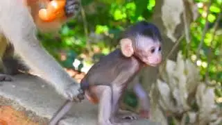 Gentle Moments with Baby Monkey | Calming Play and Snuggles