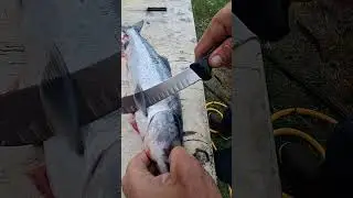 Filleting a Sockeye Salmon, no Waste
