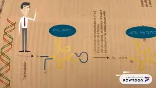 Maduraci&oacute;n del ARN de transferencia