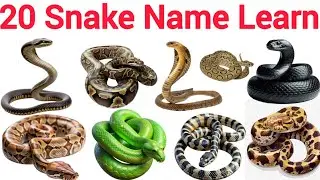 Snake Name and Ocean animal for kids | Sea Animals Learn with Picture & Sound in English | Preschool