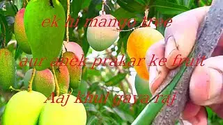ek mango plant mein anek mango  kism. #fruitquality