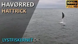 Fisketur den 23.04.2023  | Havørred Hattrick ved Jernhatten  |  Kystfluefiskeri efter havørred