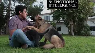 DOG FACTS and their uniqueness.