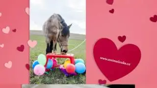 Animal Cake
