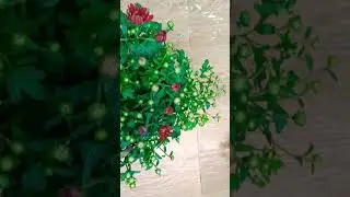 #chamanthi plants #how 2get more flowers #hardy #chysanthemum plant #shocked #my#garden #yt #viral
