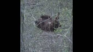 Silly bear and you can hear one climb my tree! #sillybearvideo