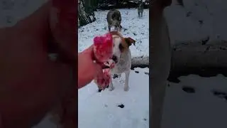 ❤️Helped animals #winter #dog #dogs #doglover #animallovers #christmas #xmas #snow #life #animallife