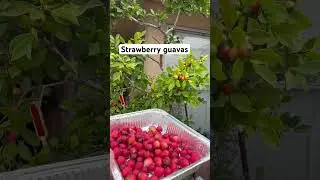 Strawberry guavas #strawberryguava #shorts