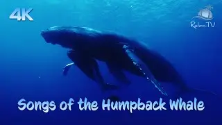 Songs of the Humpback Whale - AMAZING!!!  BEAUTIFUL 4K UNDERWATER FILM & HUMPBACK WHALE SOUNDS!