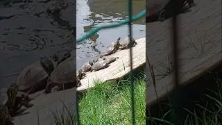 #turtles #sunbathing