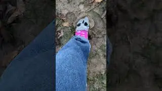 Fuzzy owl socks in mud