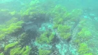 Beer Battered Blue Morwong