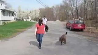TWO IMPOSSIBLE DOGS TRAINED IN MINUTES WITH SCIENCE! - Jeffrey Loy : www.FriendtoAnimals.com