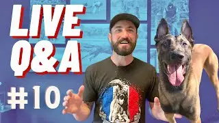 E Collars and setting your dog up to FAIL! LIVE Dog Training Q&A!! #10