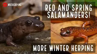 Red Salamanders, Spring Salamanders and More! Metro Atlanta Winter Herping