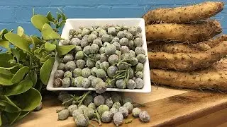 What's Hot in the Cooler - Mistletoe, Juniper Berries, Mountain Yam