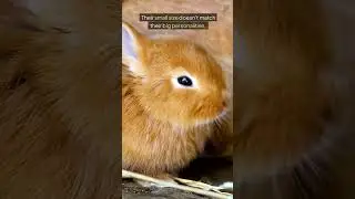 Самые сложные породы кроликов для содержания