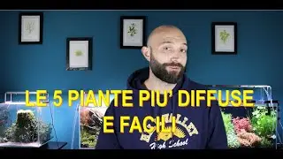 Le 5 piante più diffuse e facili in acquariofilia!