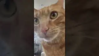 Mabel close up #cat #gingercats #cutecat #funnycats