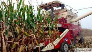 Combine Harvester Amazing Work | Corn Harvesting with Preet 987