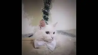 Zizi X Millo Edit ✍️❤️  #foryou #cat #funnycats #shorts #fyp