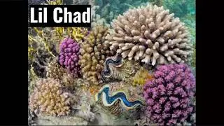 Lil Chad The Giant Clam&rsquo;s Life Cycle